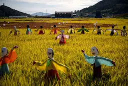 عجایب مزارع برنج