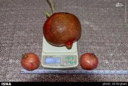 سنگین‌ وزن‌ترین انار جهان در ساوه/ عکس