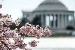 بهار رویایی با شکوفه های گیلاس در واشنگتن‎/تصاویر