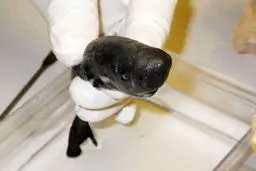 کشف کوسه 15 سانتی‌متری/عکس