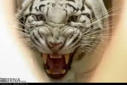 باغ وحش ارم به روایت تصویر