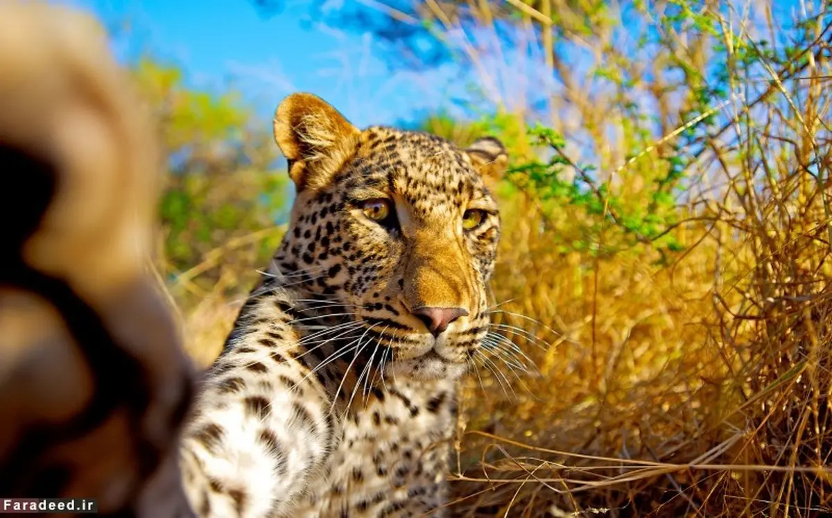 سلفی یوزپلنگ/عکس