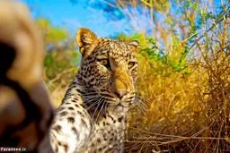 سلفی یوزپلنگ/عکس