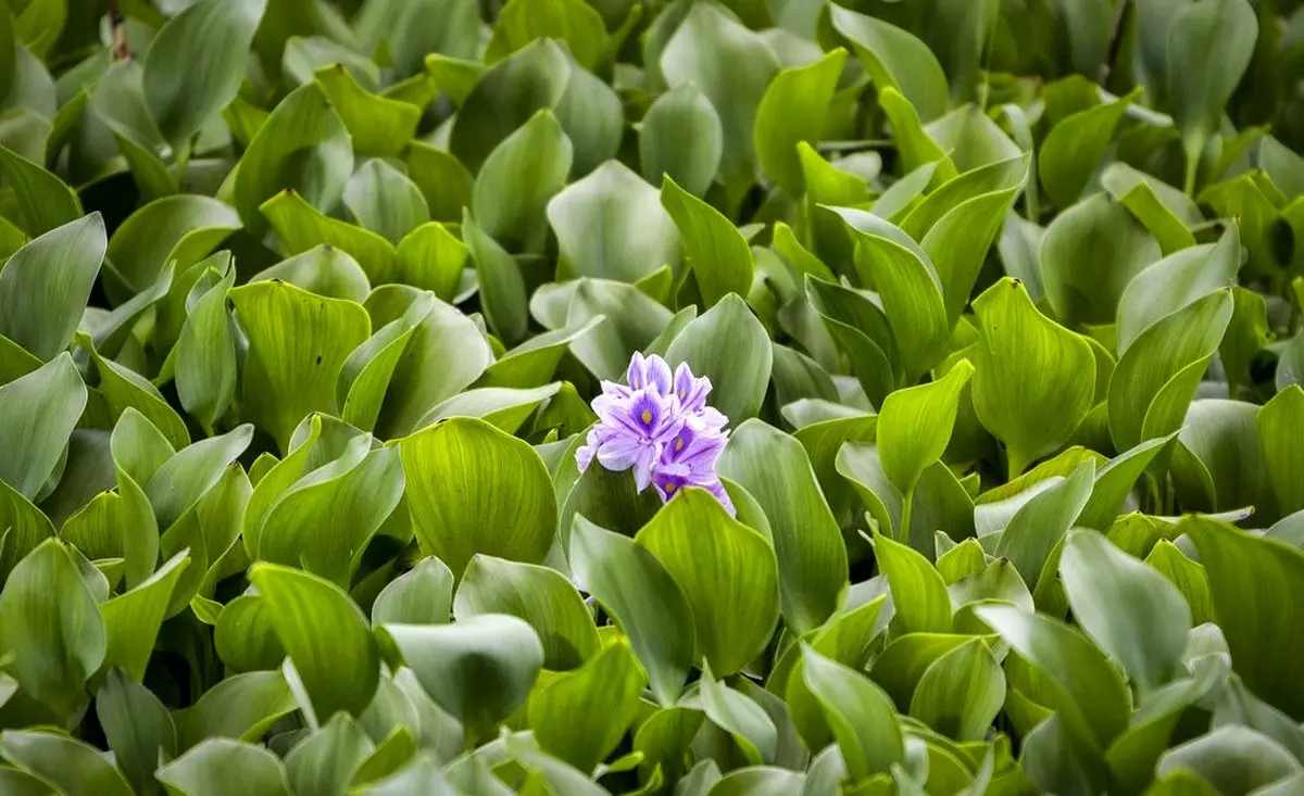 "عینک"بزرگترین تالاب شهری ایران / تصاویر