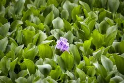 "عینک"بزرگترین تالاب شهری ایران / تصاویر