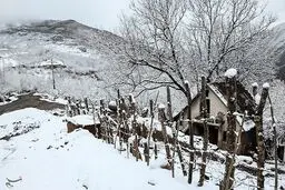 روایت تصویری از طبیعت برفی شمال ایران