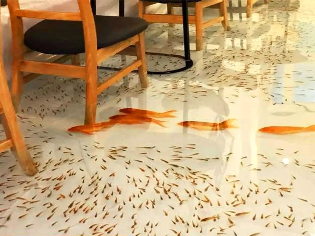 تصاویر / کافه ای به میزبانی ماهی ها!