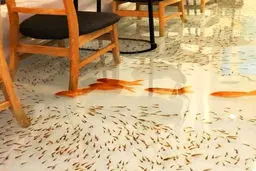 تصاویر / کافه ای به میزبانی ماهی ها!