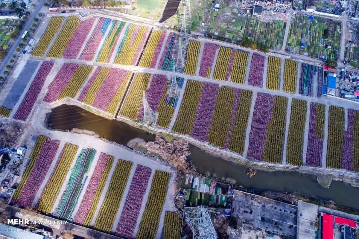 تصاویری از دوچرخه های اشتراکی در چین‎