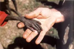 نظرتان در مورد "تاثیر‌گذار‌ترین عکس‌ تاریخ" چیست؟