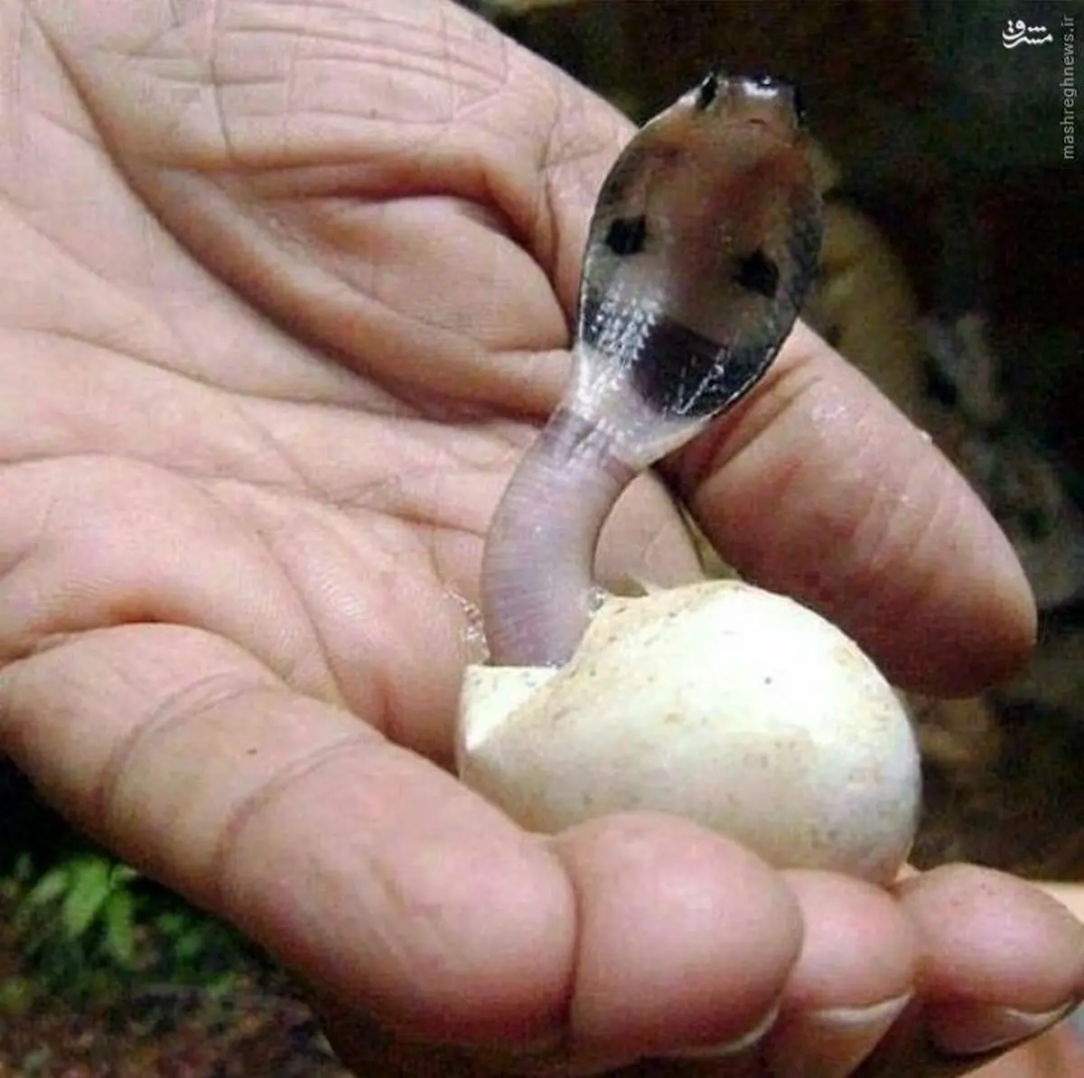 عکس/ لحظه تولد مار کبری