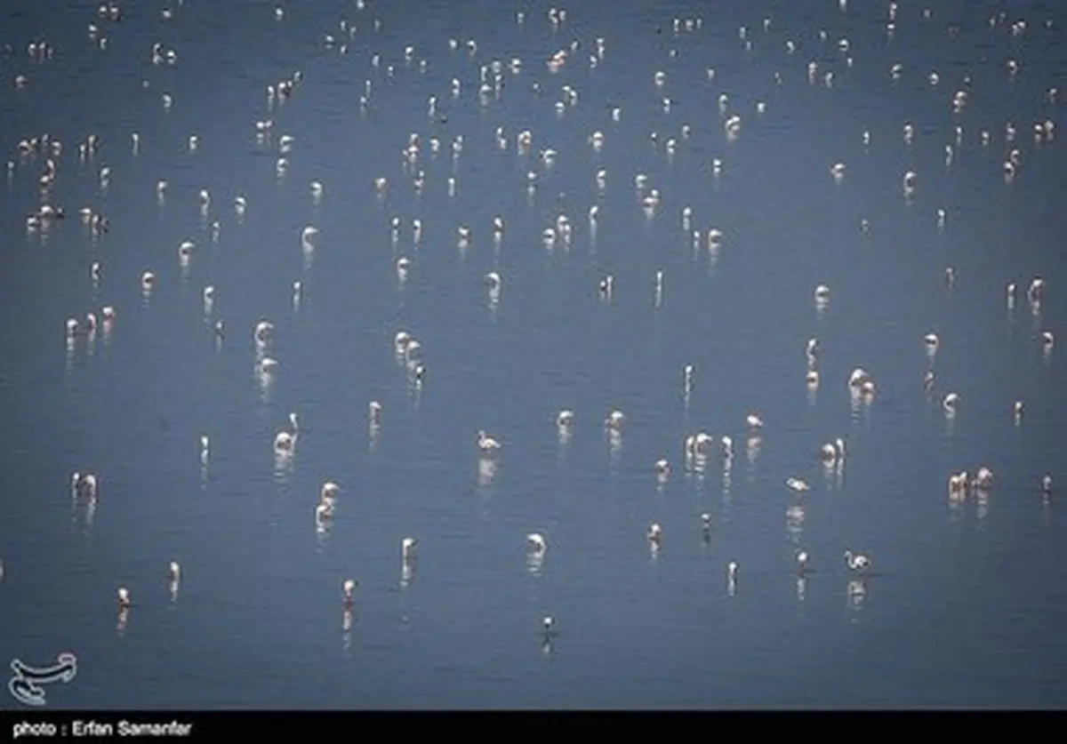 فلامینگوهای مهاجر به فارس رفتند/تصاویر