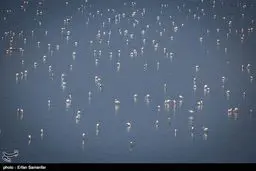 فلامینگوهای مهاجر به فارس رفتند/تصاویر