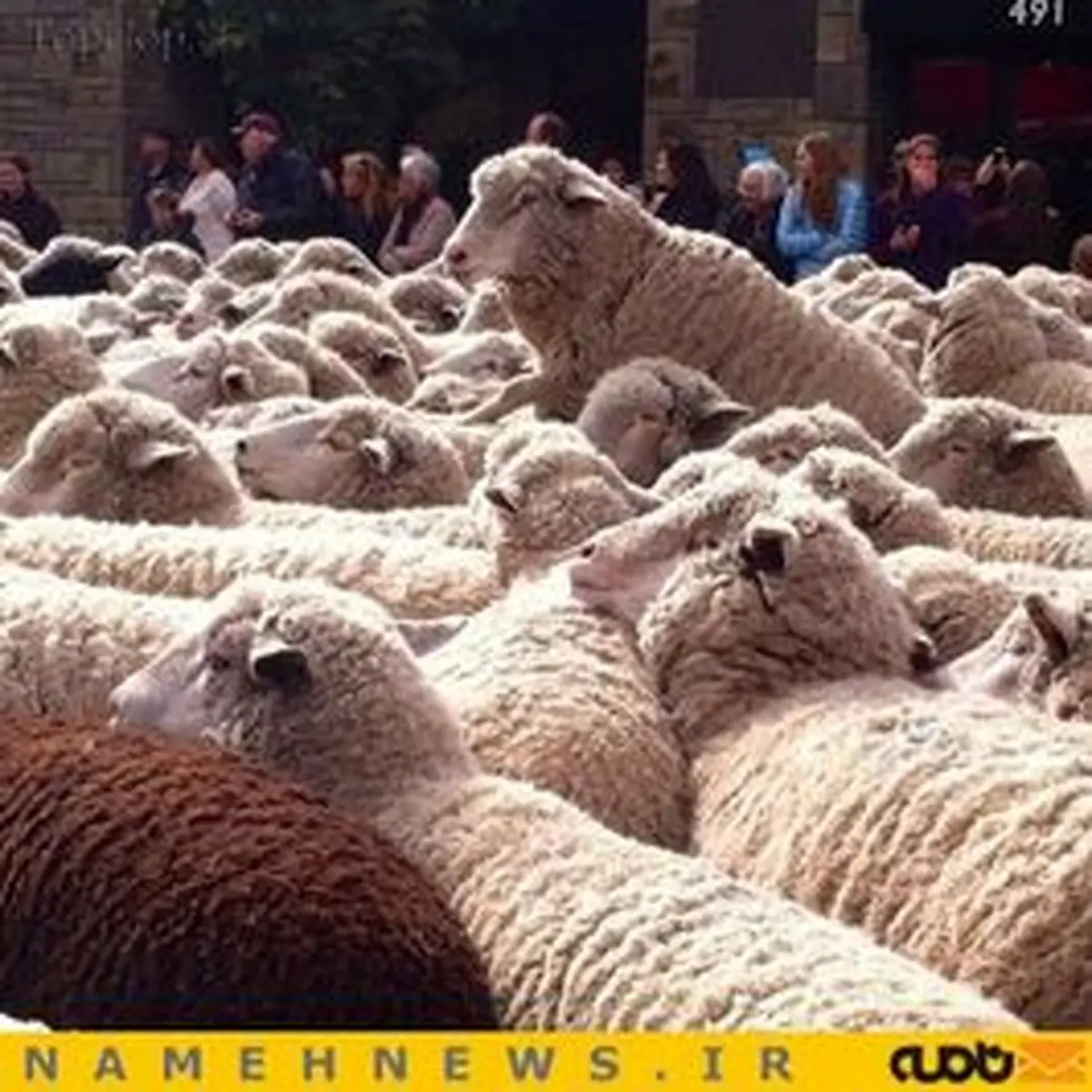 رژه گوسفندهای آمریکایی در خیابان+تصاویر