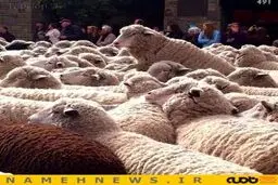 رژه گوسفندهای آمریکایی در خیابان+تصاویر