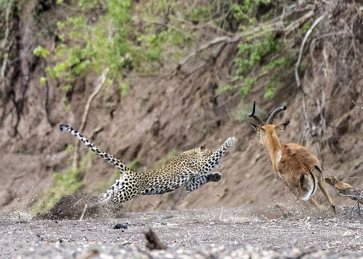 عکس / لحظه حمله یک پلنگ به شکارش