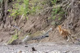 عکس / لحظه حمله یک پلنگ به شکارش