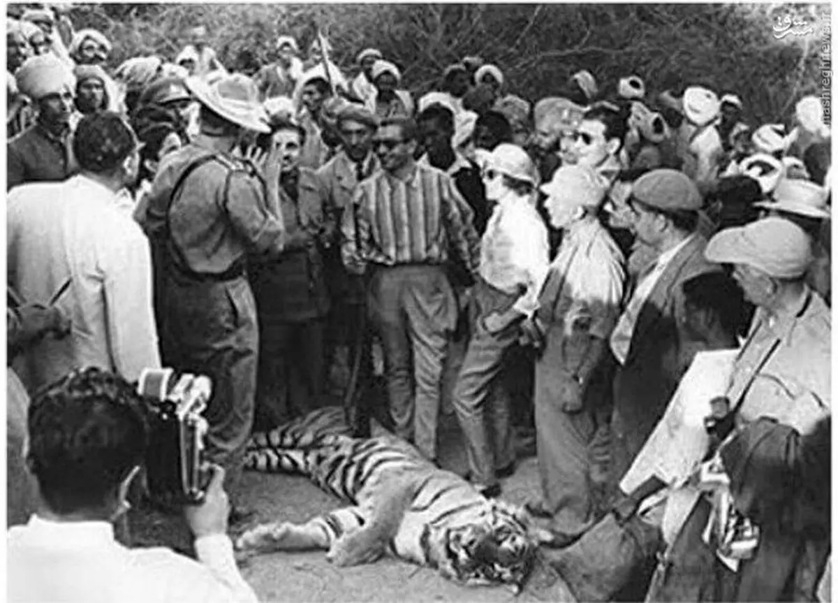 عکس/ شکار ببر بنگال تفریح شاهانه محمدرضا پهلوی