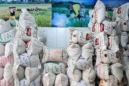 قیمت جدید برنج در تابستان 1404 اعلام شد