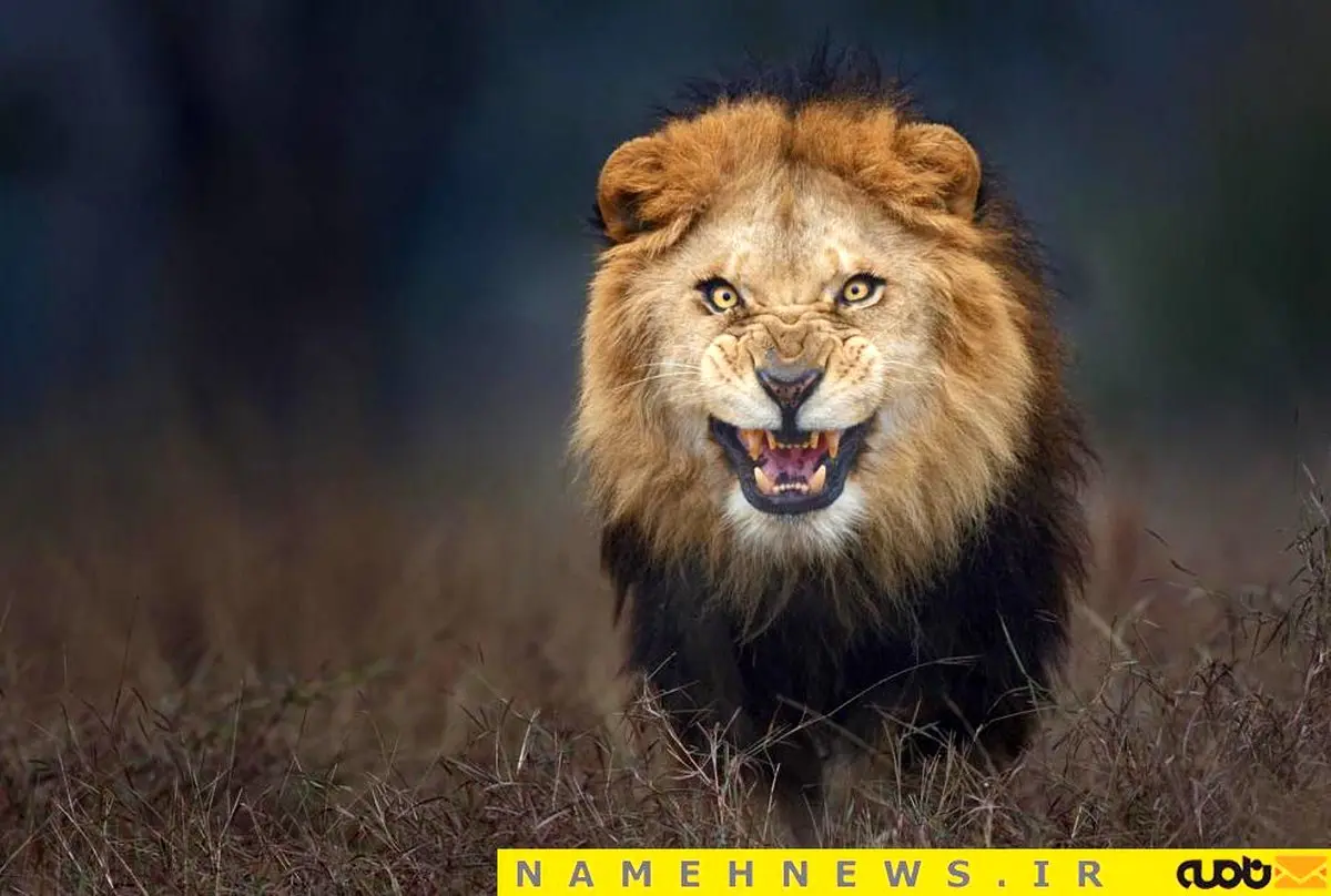عکاسی به قیمت جان عکاس/تصویر جنجالی از شیر خشمگین