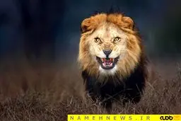 عکاسی به قیمت جان عکاس/تصویر جنجالی از شیر خشمگین