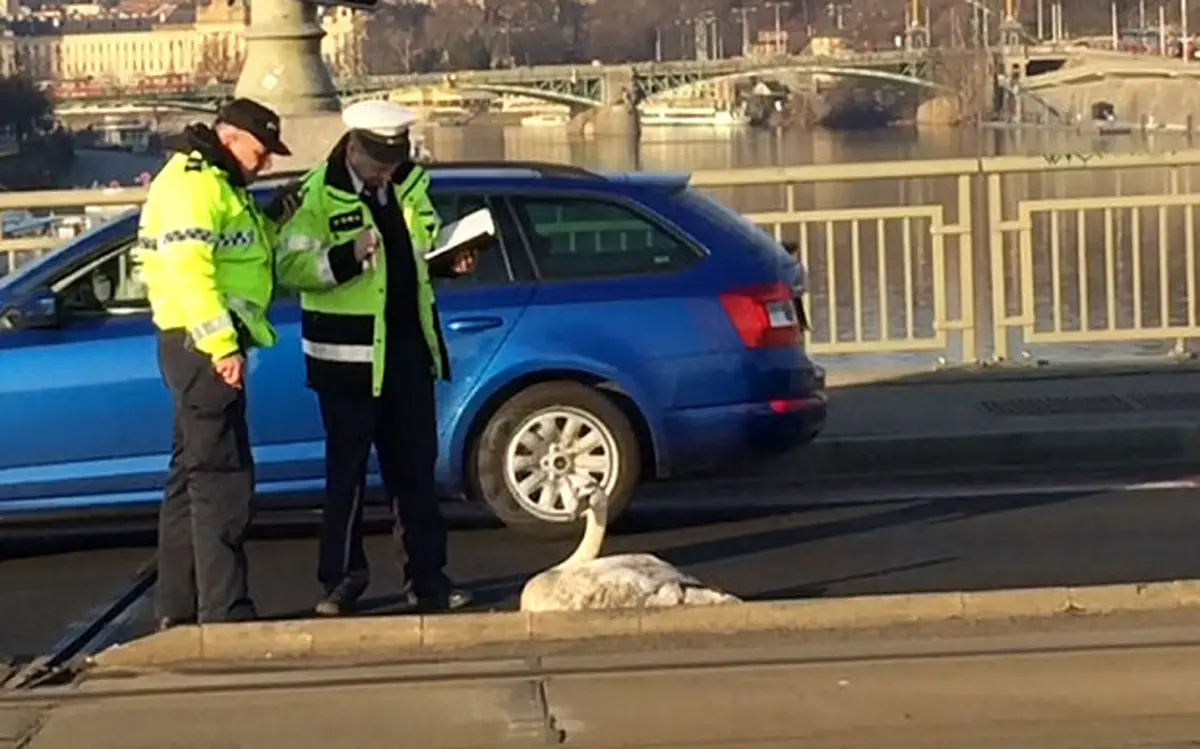 این حیوان زیبا یک شهر را بهم ریخت+تصاویر