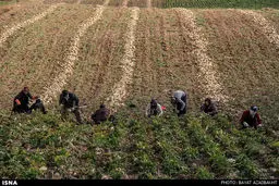 برداشت چغندر قند از مزارع استان لرستان/تصاویر