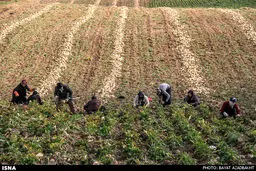 برداشت چغندر قند از مزارع استان لرستان/تصاویر