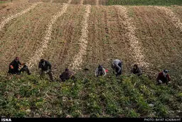 برداشت چغندر قند از مزارع استان لرستان/تصاویر