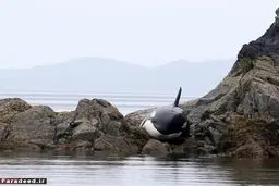 عملیات نجات نهنگ/عکس