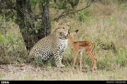 بازی بچه آهو با پلنگ/ تصاویر