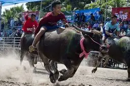 مسابقات بوفالو سواری + تصاویر