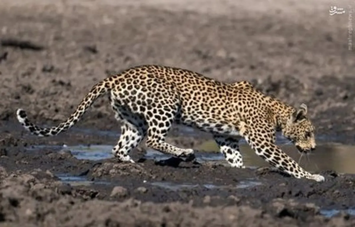 پلنگ ماهی گیر/تصاویر