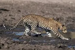 پلنگ ماهی گیر/تصاویر