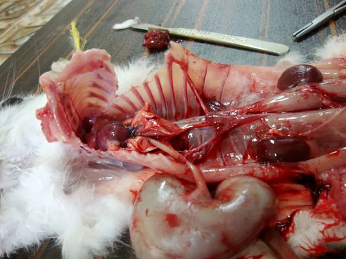 آموزش کشتار حیوانات به دانش‌آموزان تهرانی +عکس چندش آور