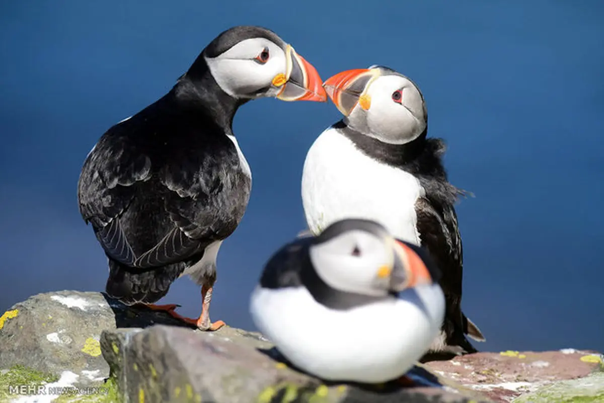 تصاویر دیدنی از حیات وحش هفته