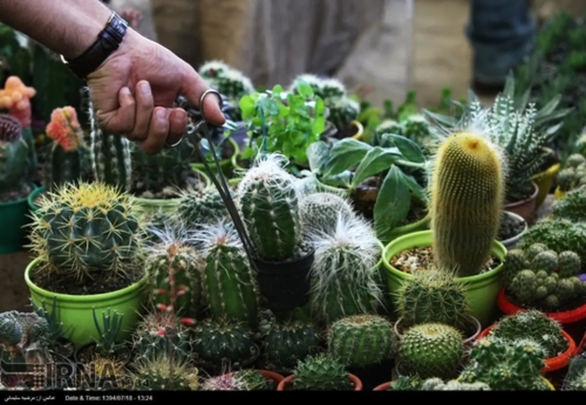 جشنواره گل های پاییزی/تصاویر