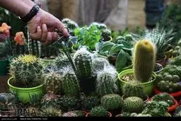 جشنواره گل های پاییزی/تصاویر