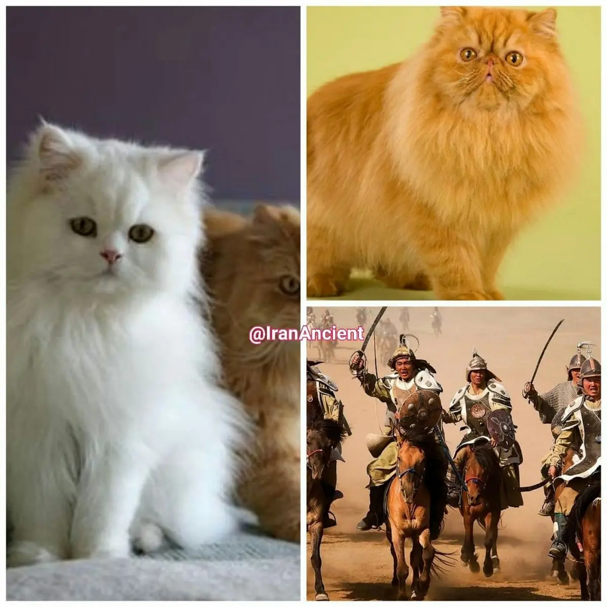 عکسی از پرشین کت که از کهن‌ترین و مشهورترین نژاد‌های گربه ایرانی است