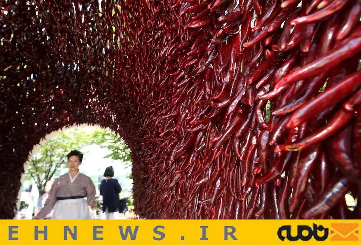 جشنواره تند و تیز / عکس