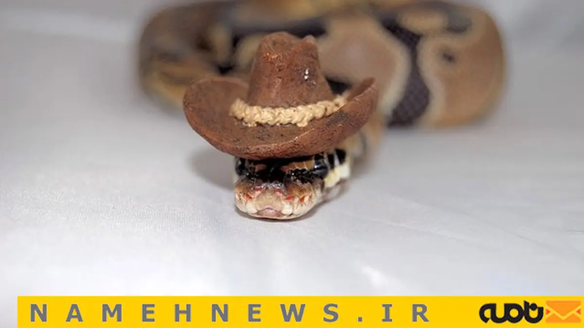 تصاویر دیدنی از مارها با کلاه‌های جالب