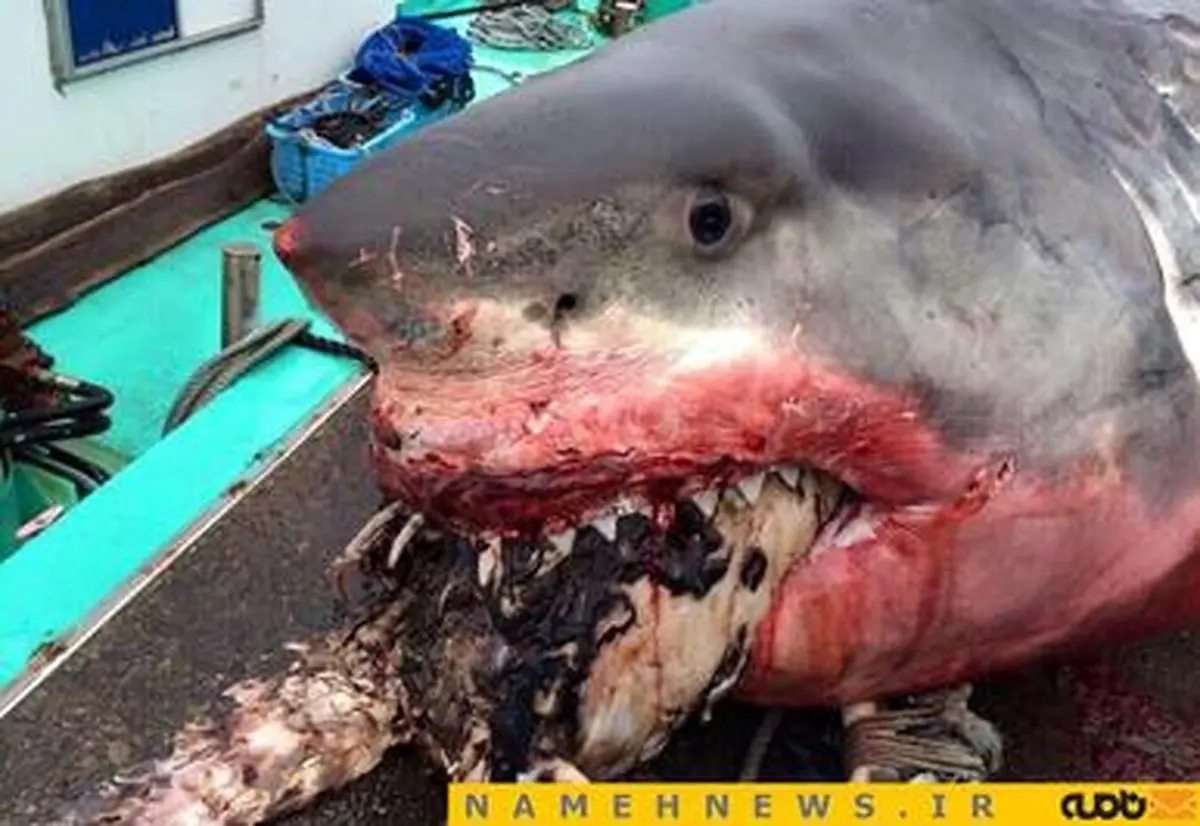 لاک پشت دهان کوسه را پاره کرد!+تصاویر