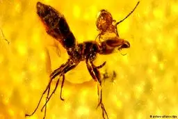 کشف فسیل 50 میلیون ساله حشره+عکس