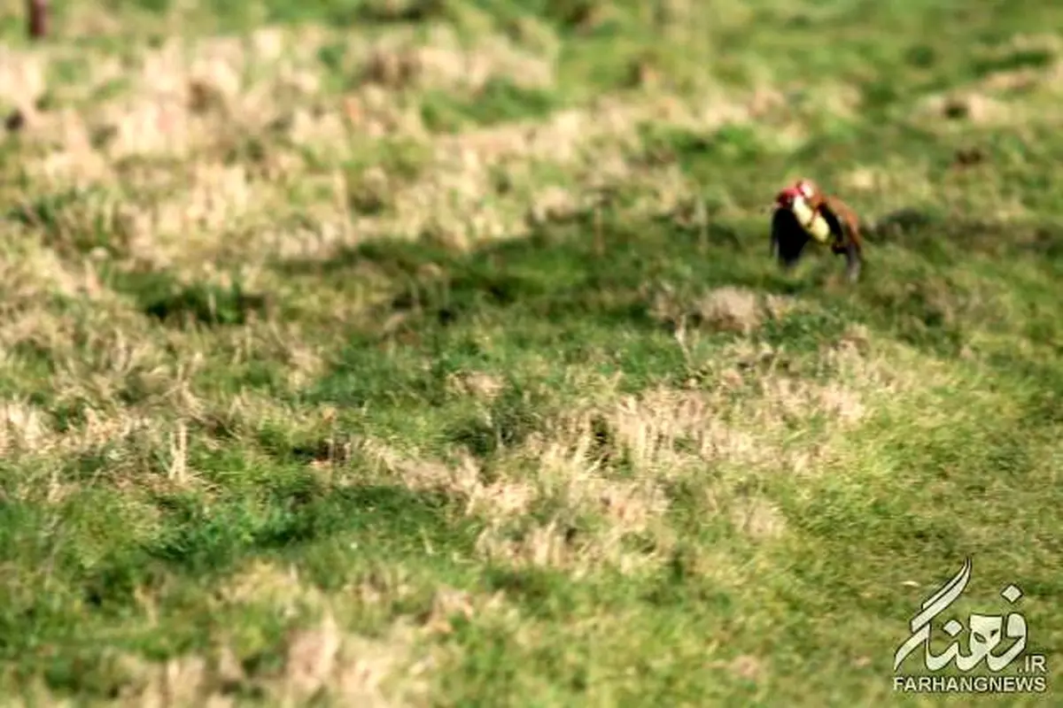 یک اتفاق باورنکردنی در طبیعت/تصاویر