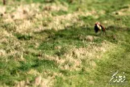 یک اتفاق باورنکردنی در طبیعت/تصاویر