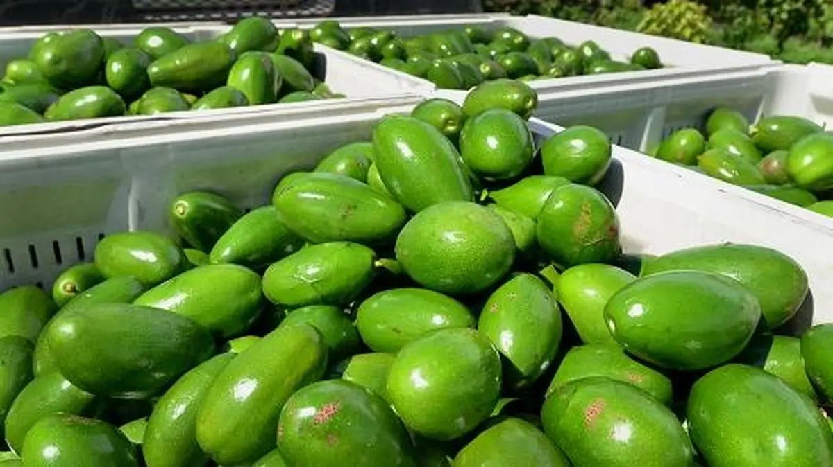 این میوه دانه‌ای ۱۰ هزار تومان فروخته می‌شود+تصویر