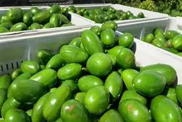 این میوه دانه‌ای ۱۰ هزار تومان فروخته می‌شود+تصویر