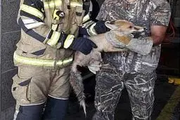 روباه، مهمان سرزده خانه‌ای در دیباجی شد + عکس