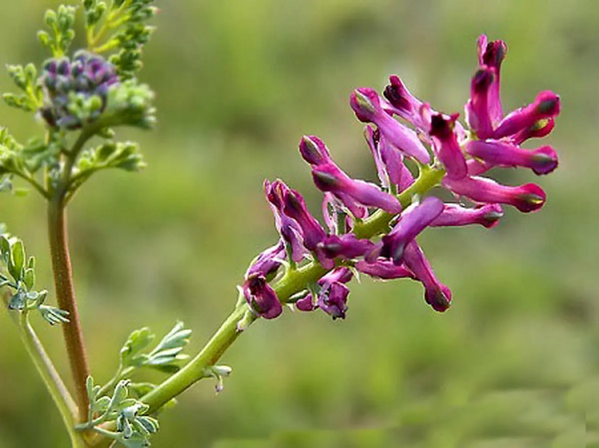 کنترل چربی خون با شربت هشت عرق (+طرز تهیه)
