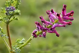 کنترل چربی خون با شربت هشت عرق (+طرز تهیه)